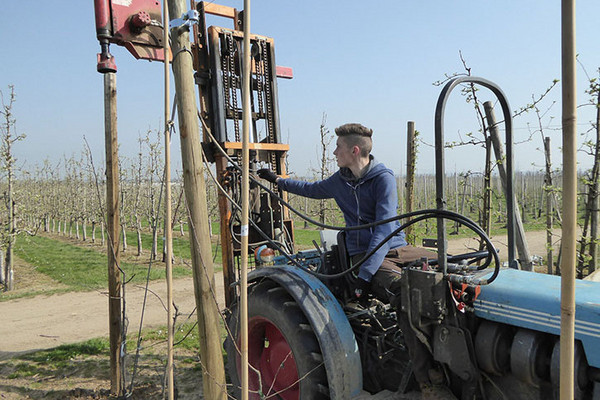 Person im Traktor beim Setzen eines Obstbaums