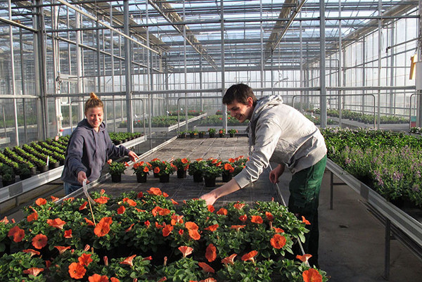 Personen bei der Arbeit im Blumengewächshaus